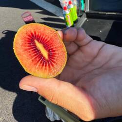 Rote Kiwi - schmeckt wie eine Mischung aus Kiwi und Erdbeere