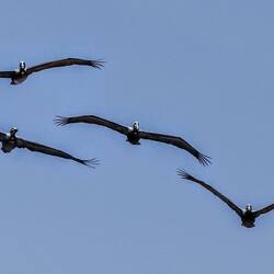 Pelicans flying. Photographed with backlight, they look like they're made of steel...