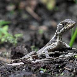Wonderful little worlds... Cartagena Botanical Garden.