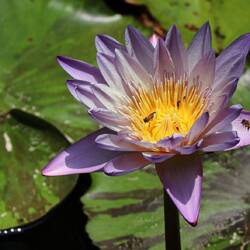 Water lilies. Cartagena Botanical Garden.