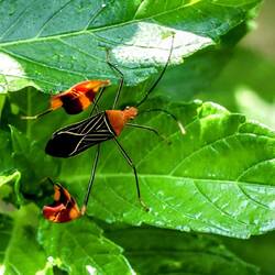 Extraordinary mimicry, this beetle can disguise itself as a small orchid.