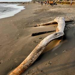 A tropical tree had a long journey... Now it's slowly disappearing on a Caribbean beach.