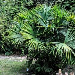 Carludovica palmata or Jipijapa palm is a palm-like plant used to make the "Panama hat".
