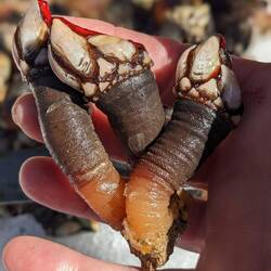 Selten habe ich so etwas Ekliges gesehen