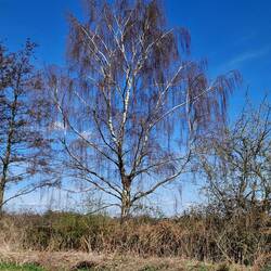 There have been some magnificent trees on our travels recently