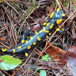 Salamander