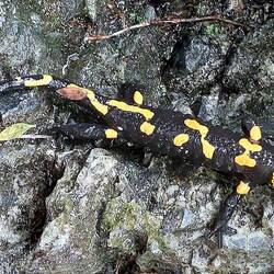 Salamander