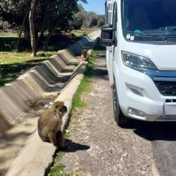 Die Berberaffen sind geschützt