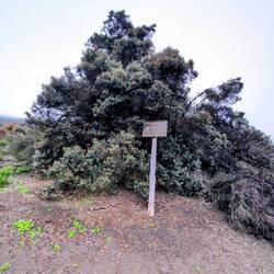 Letzter überlebender Baum in dieser Höhe
