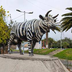 Zebrakuh in Riobamba