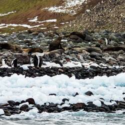 Zodiac cruise along the shoreline of Thule Island — South Sandwich Islands.