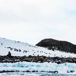 Zodiac cruise along the shoreline of Thule Island — South Sandwich Islands.