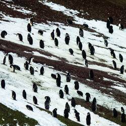 Molting chinstrap penguins ... zodiac cruise along the shoreline of Thule Island — SSI.