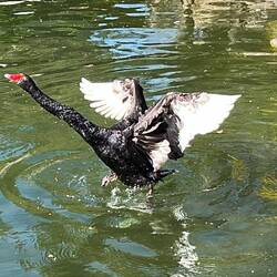 Ein schwarzer Schwan