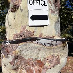 A sign swallowing tree