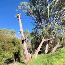 Railway bridge next to the campground