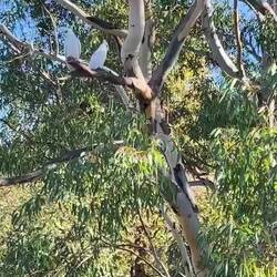 Noisy cockatoos