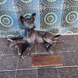 The Tucker Box dog's pup Snags