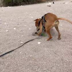 Herbie hat seine 5 Minuten am Apella Beach