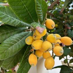 Japanische Wollmispel oder Loquat genannt
