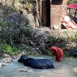 even buffalos need a bath..and damn he was enjoying it!!