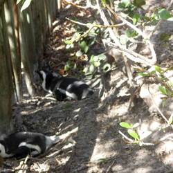the nesting area