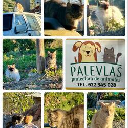 Why so many cats on one corner? Aha, the sign indicates an animal shelter.