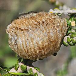 Die Eier einer Gottesanbeterin sind in einem schaumigen Nest eingeschlossen, die man Oothek nennt