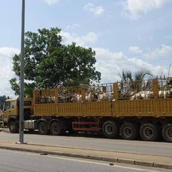 An der Grenze - Ghana scheint Vieh-Exporteur zu sein