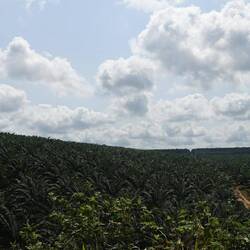 Was für eine Riesen-Plantage