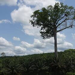 Einen Kapokbaum ragt zwischen den Palmen hervor