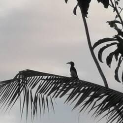 Ein Nashornvogel posiert auf einer Palme
