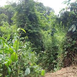 Vor zwei Wochen waren hier Elefanten, die in den offenen Stellen fressen, nun aber 50 km weg sind