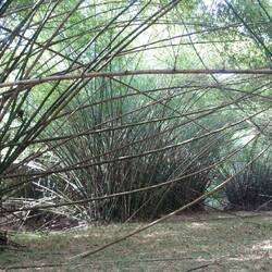 "Bambus-Kathedrale" heißt der Ort - diesmal kein chinesischer Bambus, sondern Einheimischer