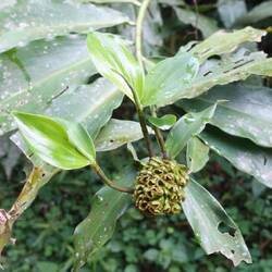 In der Not kann man aus der Blüte Trinkwasser pressen, das sie wie ein Schwamm im Tau aufgesaugt hat