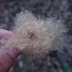 Die wilde Variante des Baumwoll-Baums