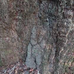 Ein Nest der schwarzen Termite am Baum - der Rauch eines angezündeten Stücks hilft gegen Moskitos