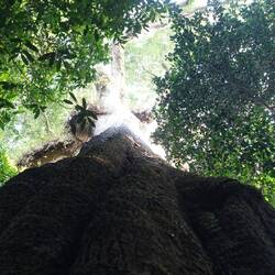 Und der Blick in sein Blätterdach