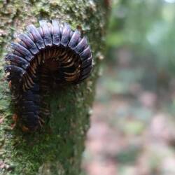 Die sind wohl gerade bei der Paarung