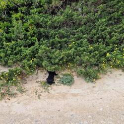 Puppy, leider will er sich schon verkriechen... 🥰