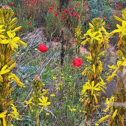 Blumen am Wegrand