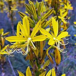 Blumen am Wegrand