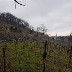 Weinberg