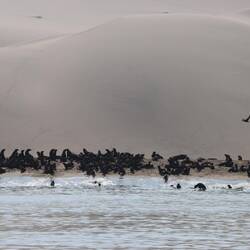 Auf dem Rückweg treffen wir auf eine Robbenkolonie