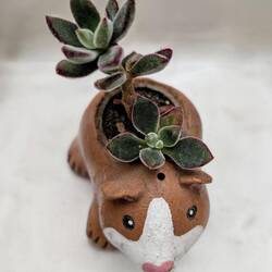 Meerschweinchen als Blumentopf