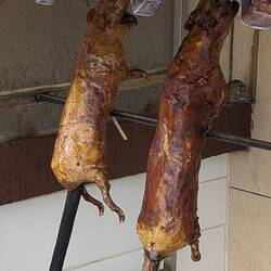 Meerschweinchen am Stiel