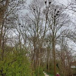 Wir sehen mehr als 100 Krähennester