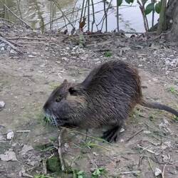 Nutria bei Perugia