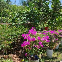 Lush gardens on the island. Lots of fruit grown here.