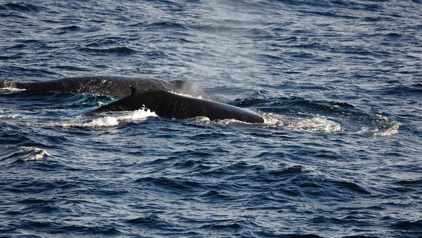 More whales today